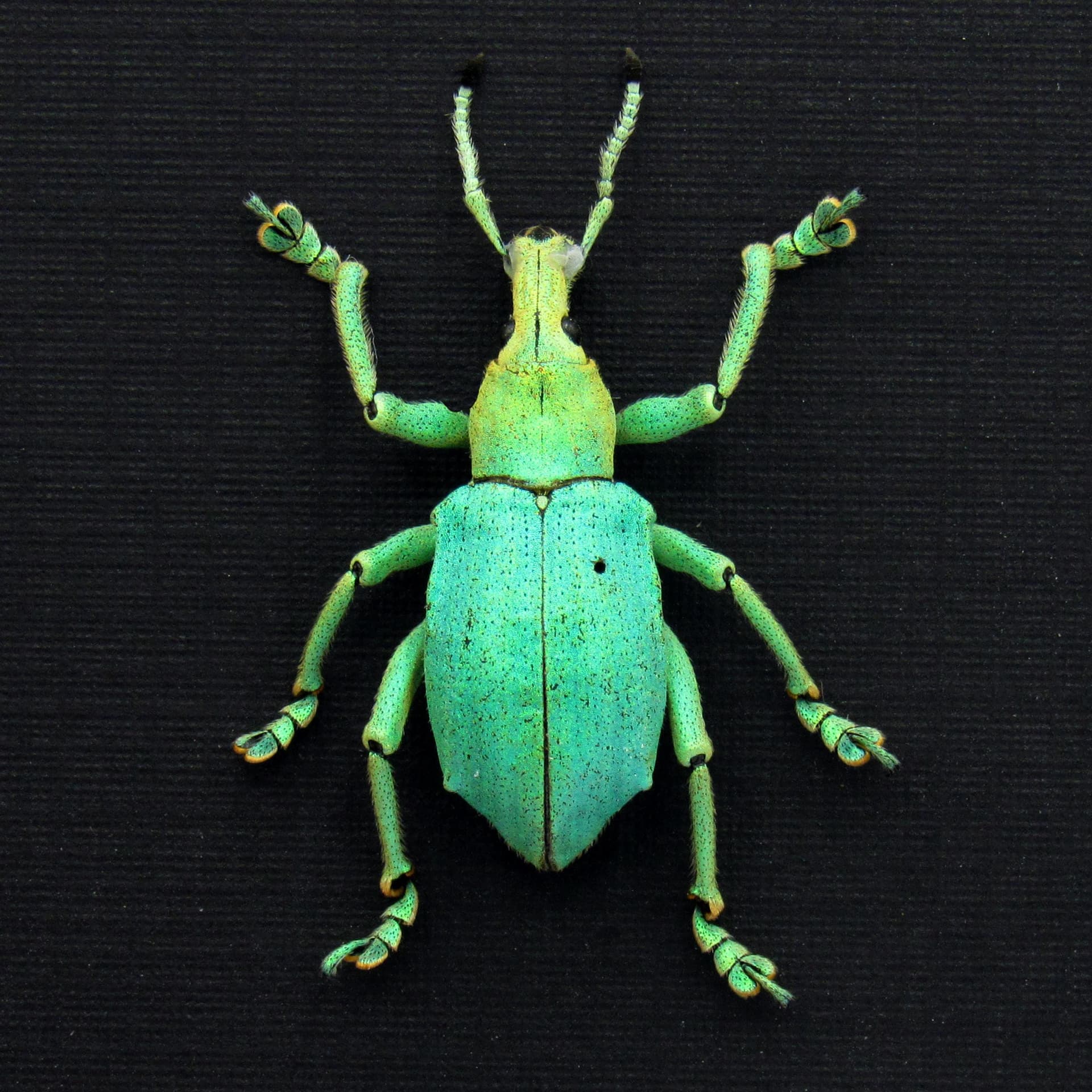 Rare weevil framed taxidermy - Eupholus bruyni - special color form - extra glitter - XL