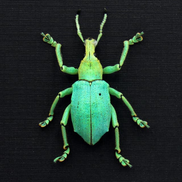 Rare weevil framed taxidermy - Eupholus bruyni - special color form - extra glitter - XL