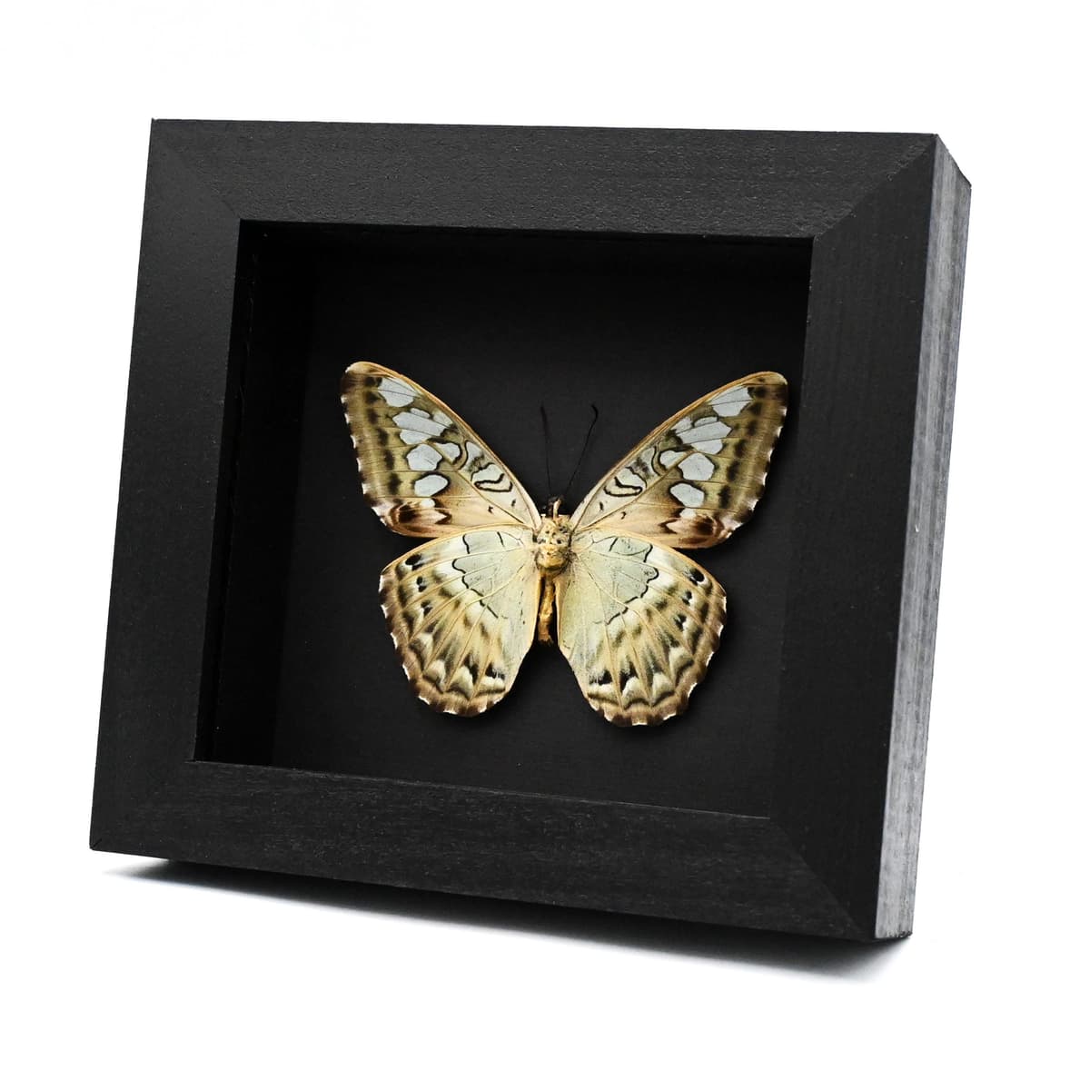 Real butterfly framed taxidermy - Parthenos sylvia