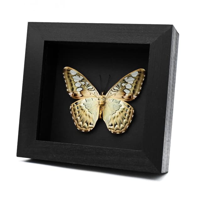 Real butterfly framed taxidermy - Parthenos sylvia