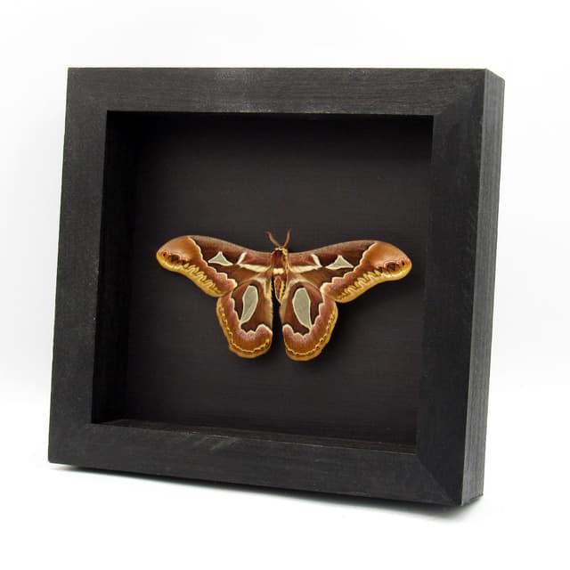 Real Saturn moth framed taxidermy - Rothschildia jacobaeae - Victorian mount - very large