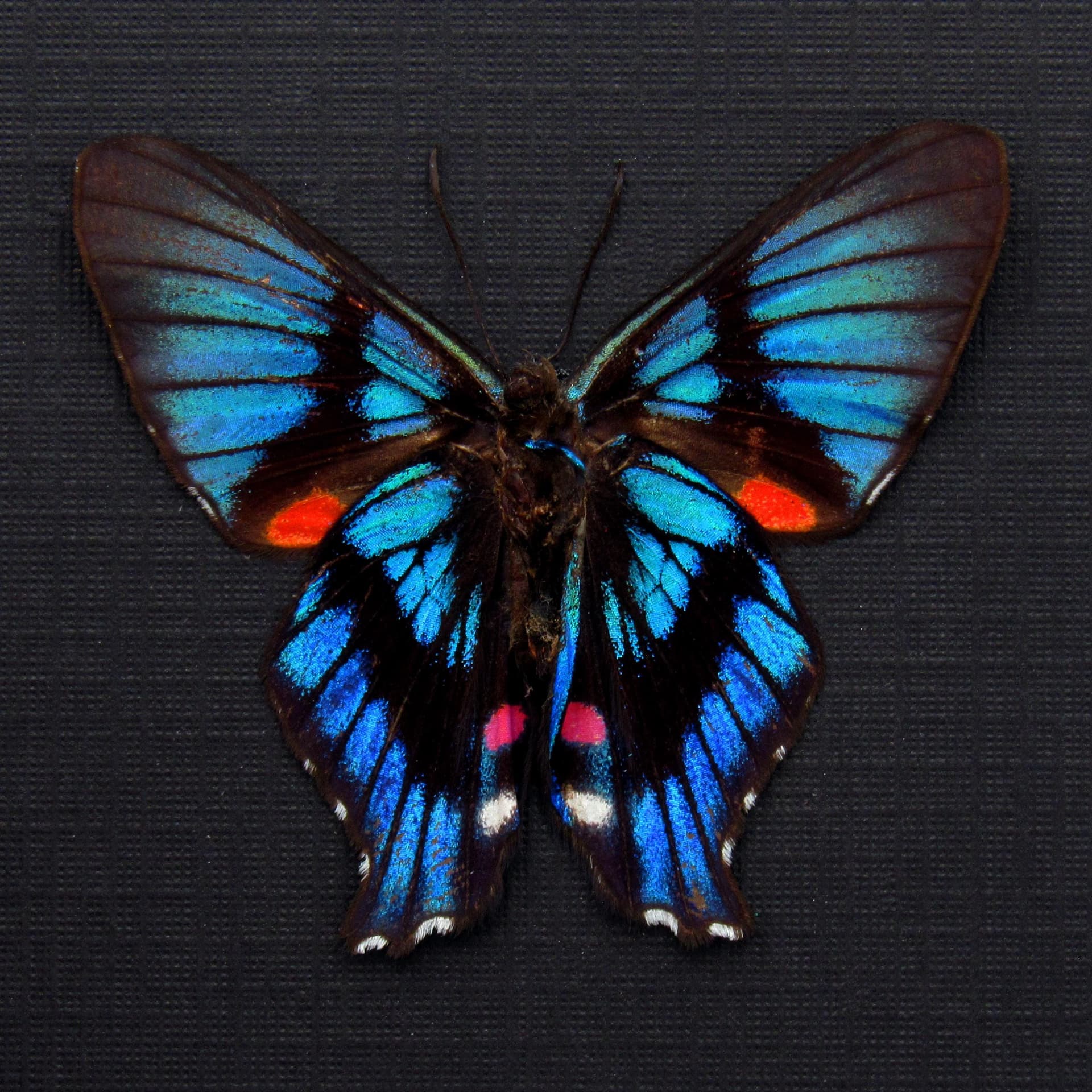 Rare Metalmark butterfly framed taxidermy - Ancyluris inca - Victorian mount