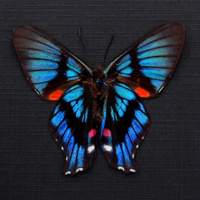 Rare Metalmark butterfly framed taxidermy - Ancyluris inca - Victorian mount