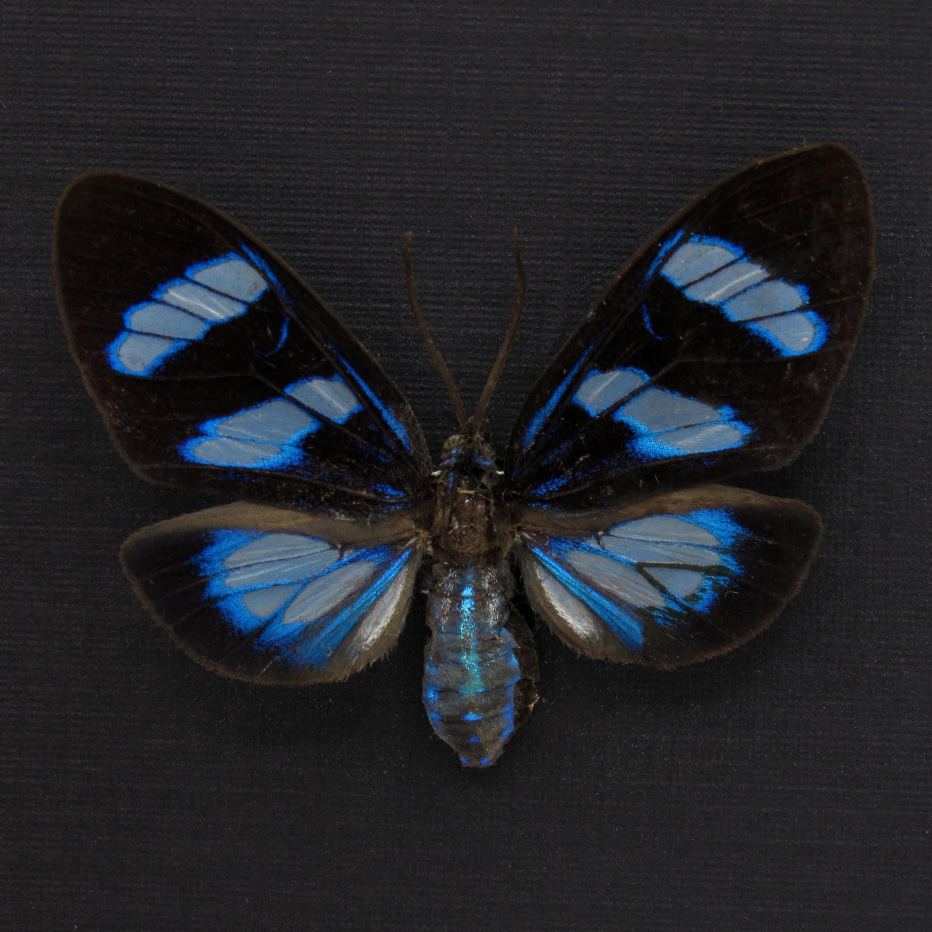 Real metallic blue framed moth taxidermy - Agyrtidia uranophila
