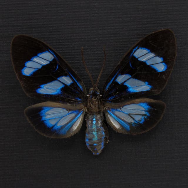 Real metallic blue framed moth taxidermy - Agyrtidia uranophila