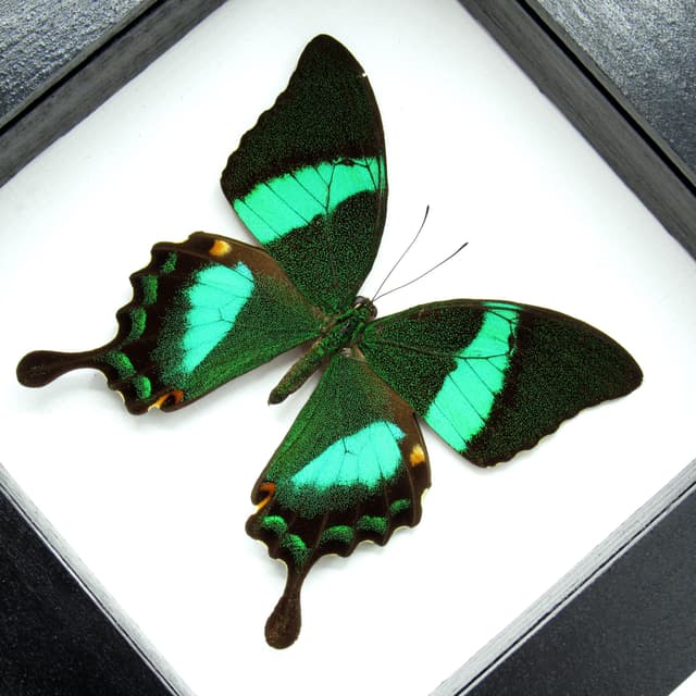 Real Emerald Swallowtail framed taxidermy - Papilio palinarus daedalus