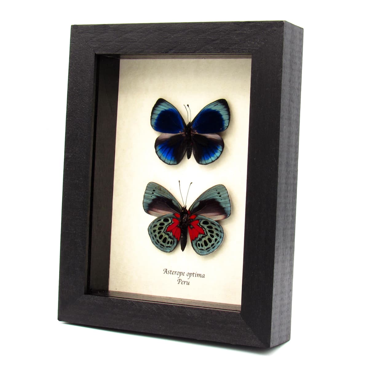 Real metallic butterflies framed taxidermy - Asterope optima - recto and verso mount