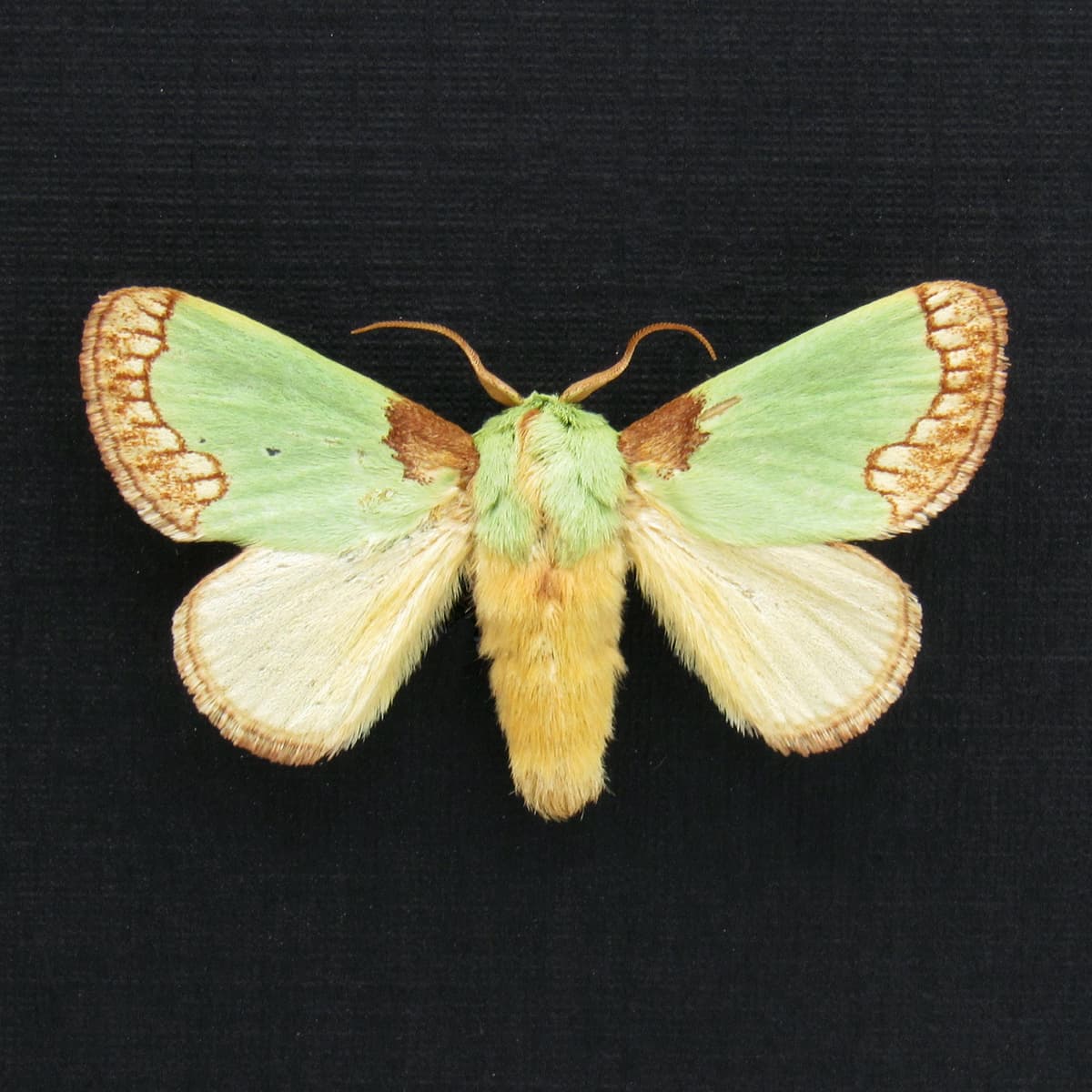 Rare green moth framed taxidermy - Latoia consocia
