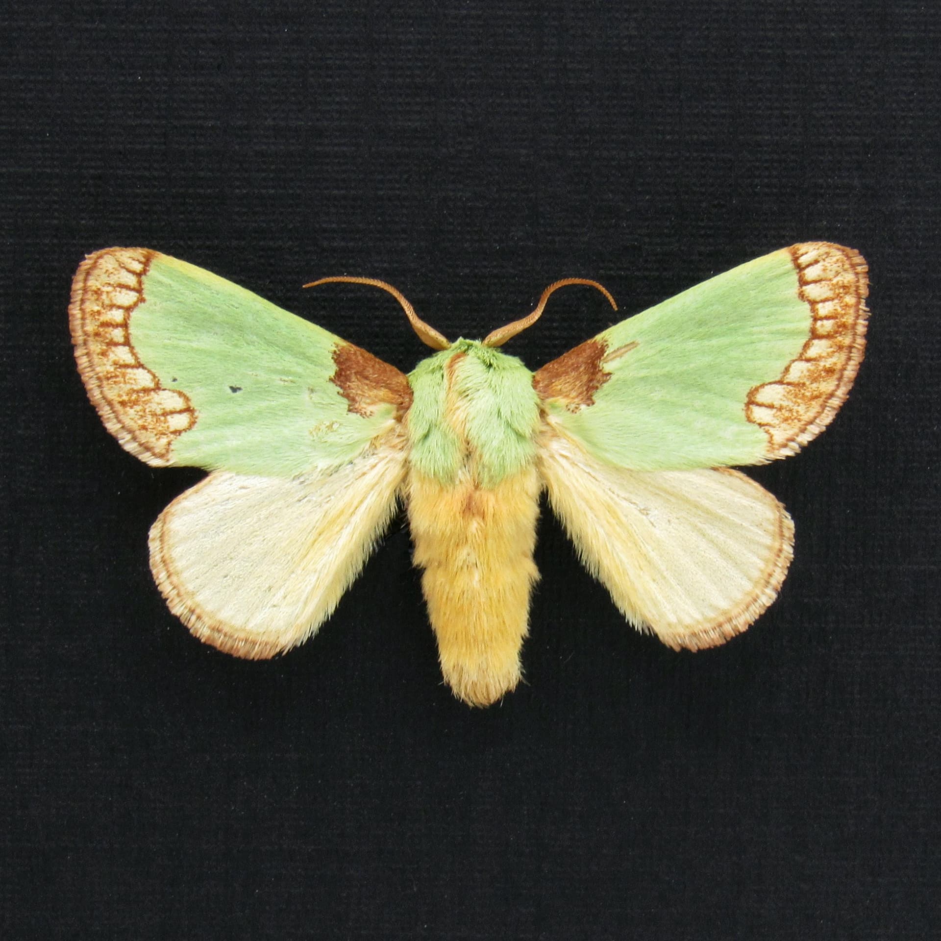 Rare green moth framed taxidermy - Latoia consocia