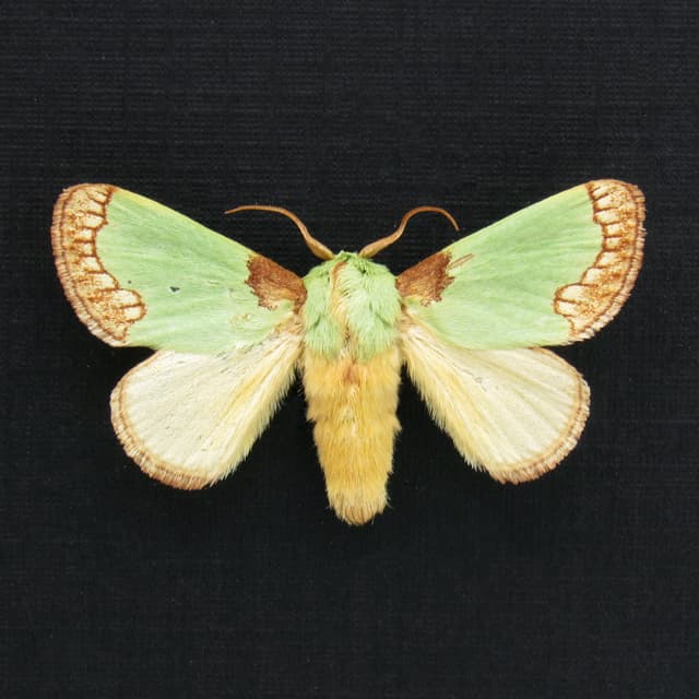 Rare green moth framed taxidermy - Latoia consocia