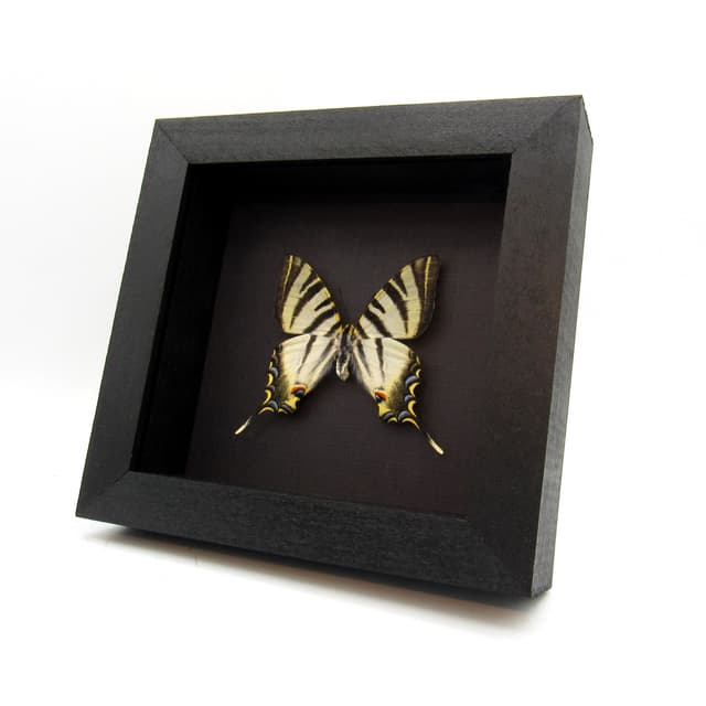 Real Southern Scarce Swallowtail butterfly framed taxidermy - Iphiclides feisthameli - female