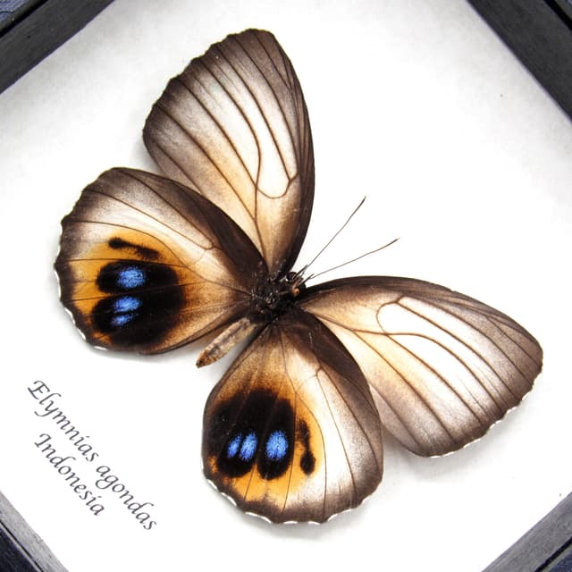 Real white Palmfly butterfly framed taxidermy - Elymnias agondas - female
