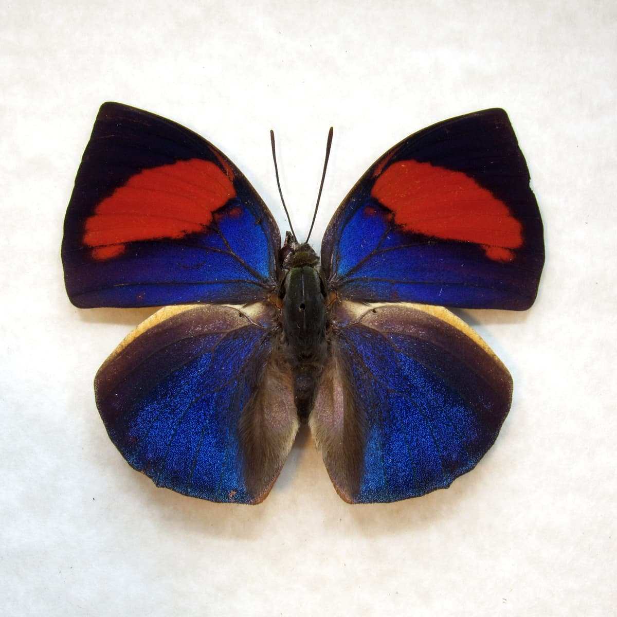 Rare red purple butterfly framed taxidermy - Anaea anna