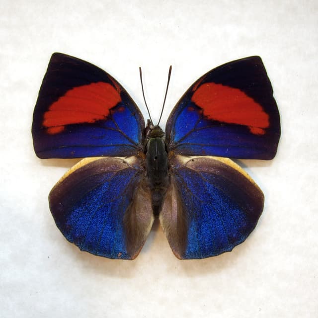 Rare red purple butterfly framed taxidermy - Anaea anna