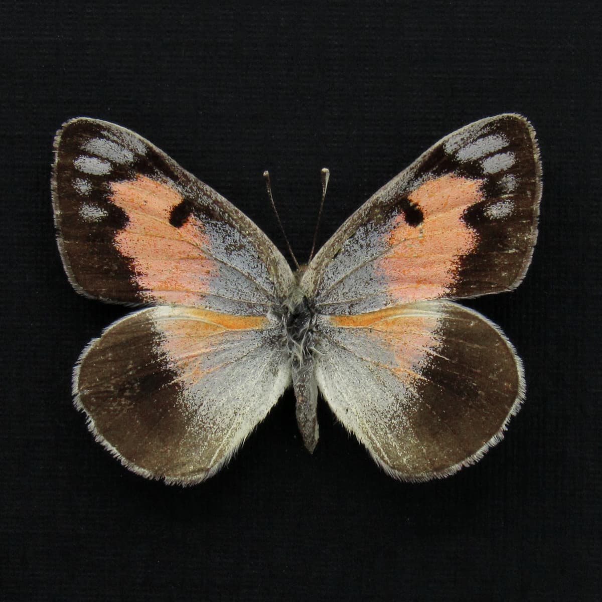 Rare pink Arab butterfly framed taxidermy - Colotis protractus
