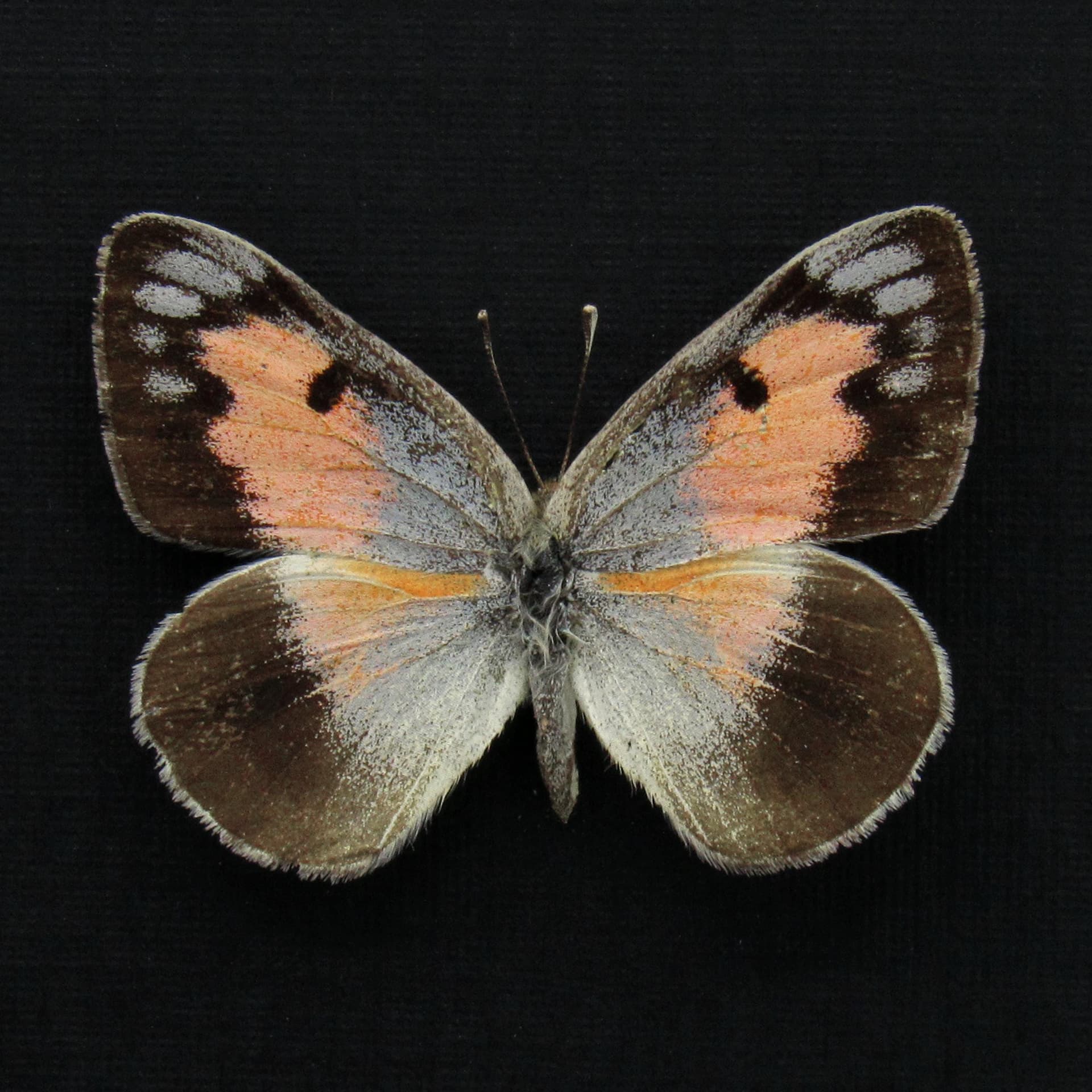 Rare pink Arab butterfly framed taxidermy - Colotis protractus