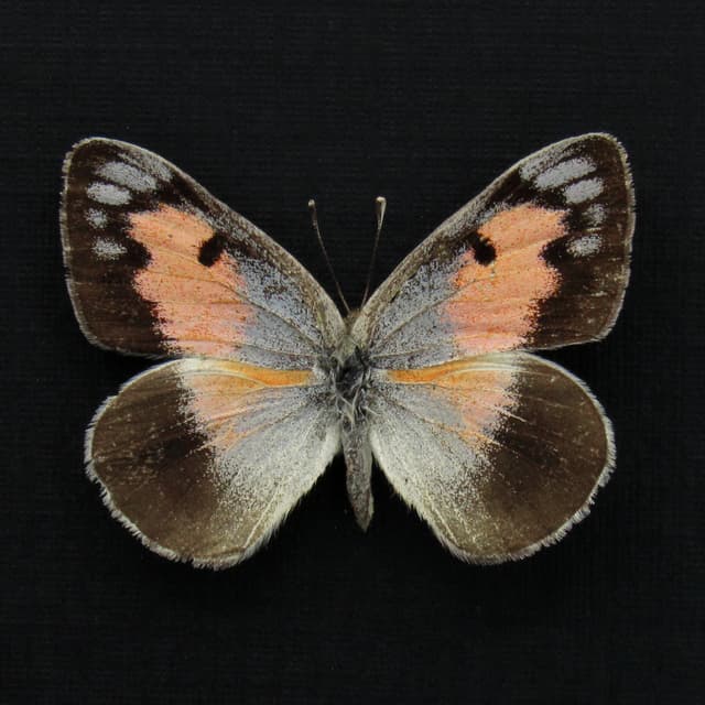 Rare pink Arab butterfly framed taxidermy - Colotis protractus