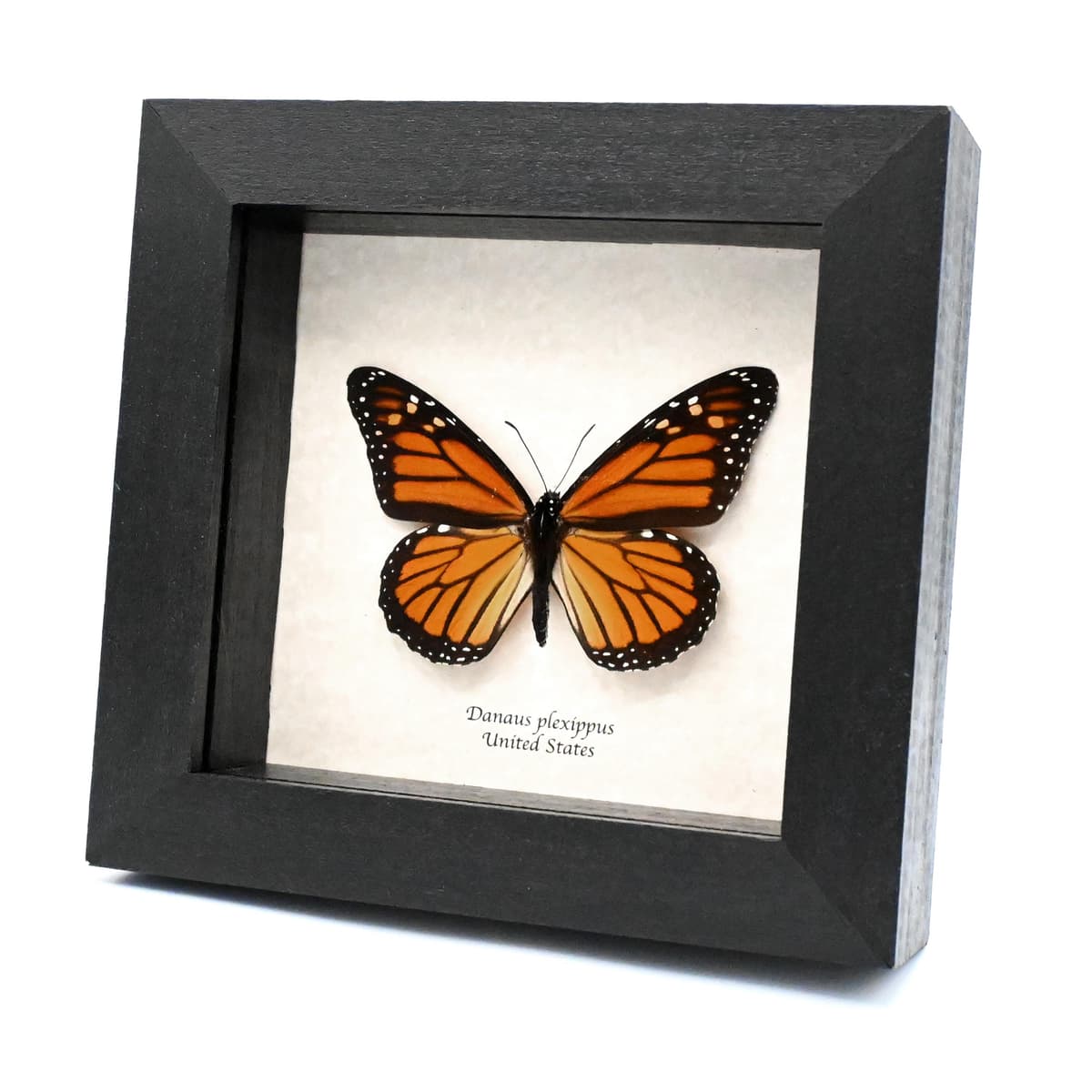 Real large Monarch butterfly framed taxidermy - Danaus plexippus
