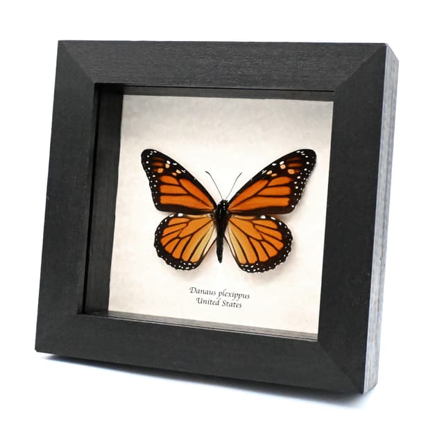 Real large Monarch butterfly framed taxidermy - Danaus plexippus