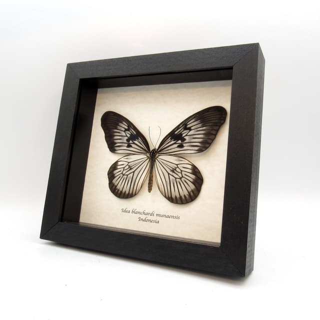 Real large Rice Wing butterfly framed taxidermy - Idea blanchardi munaensis