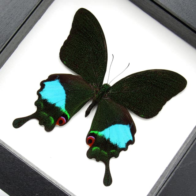 Large Jungle Jade butterfly framed taxidermy - Papilio karna