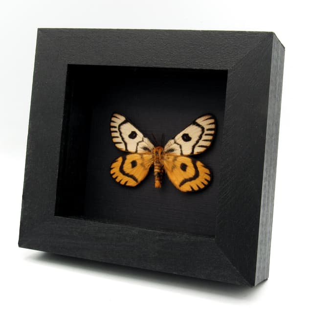 Real rare Sheep moth framed taxidermy - Hemileuca nuttalli