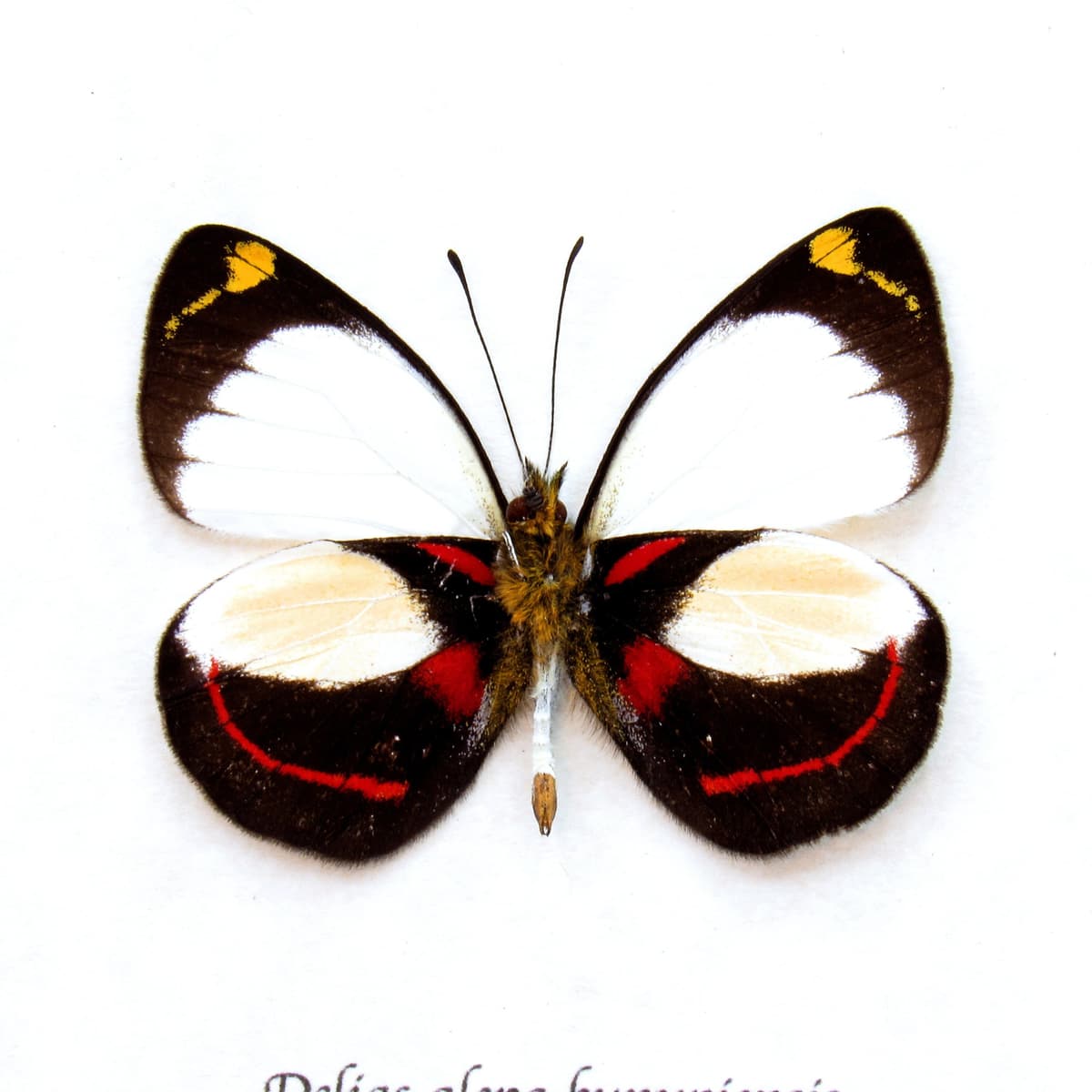 Real red Delias butterfly framed taxidermy - Delias alepa kunupiensis