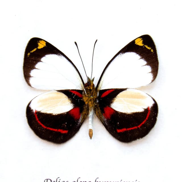 Real red Delias butterfly framed taxidermy - Delias alepa kunupiensis