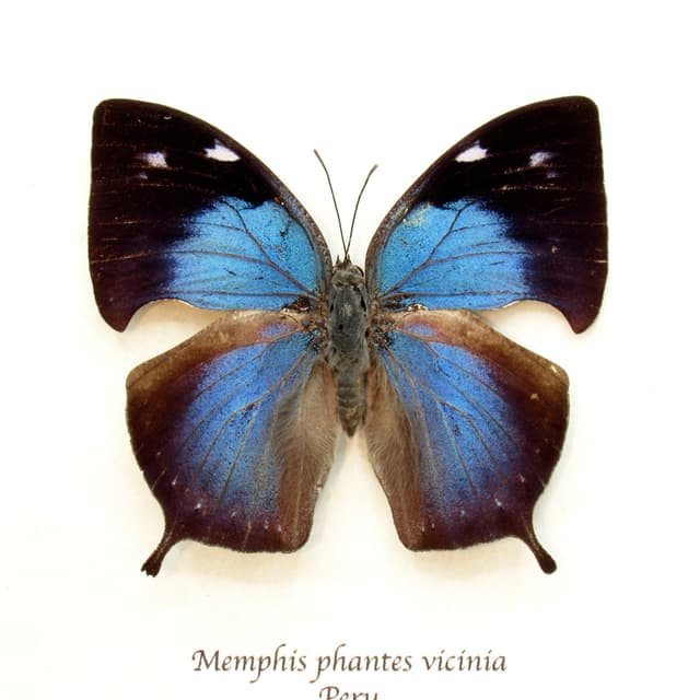 Rare Blue Hatchet Wing butterfly framed taxidermy - Memphis phantes vicinia - female