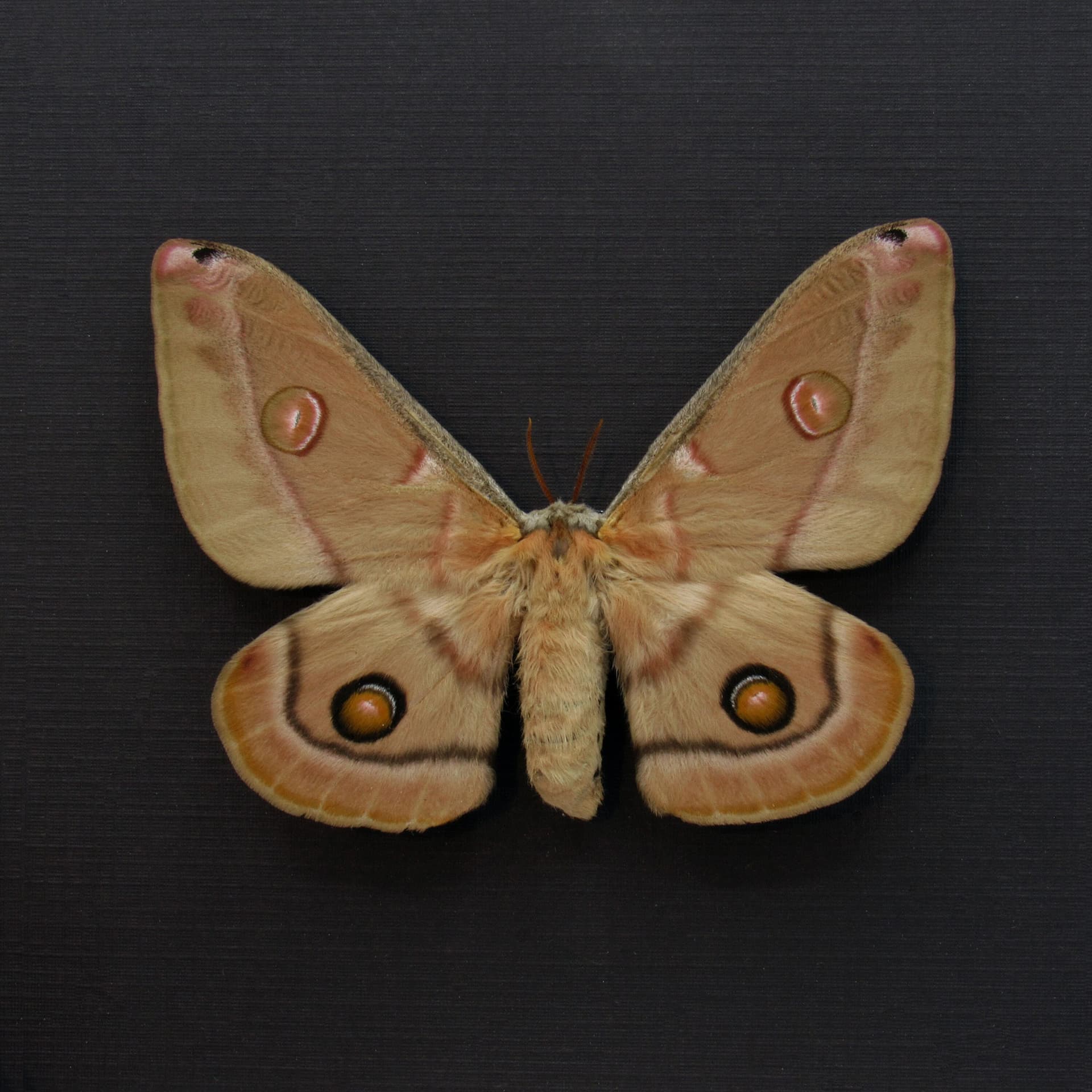 Rare Australian Emperor Gum moth framed taxidermy - Opodiphthera eucalypti - female