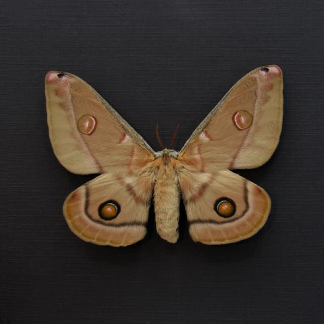 Rare Australian Emperor Gum moth framed taxidermy - Opodiphthera eucalypti - female