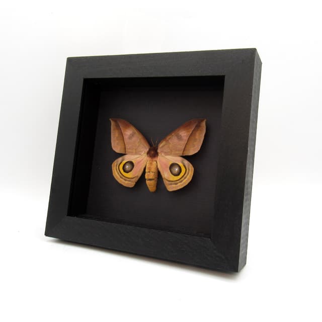 Real Saturn moth framed taxidermy - Automeris belti - large female