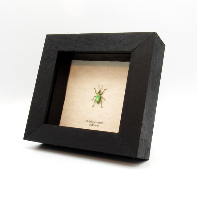 WEEVIL MANIA - Real TINY metallic green Snout Beetle framed taxidermy - Celebia arrogans
