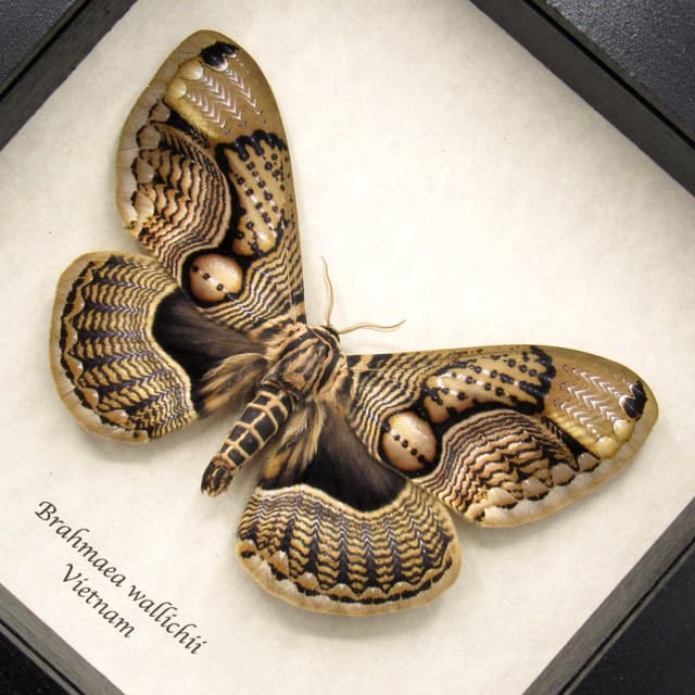 XL Brahmin moth framed taxidermy - Brahmaea wallichii - female