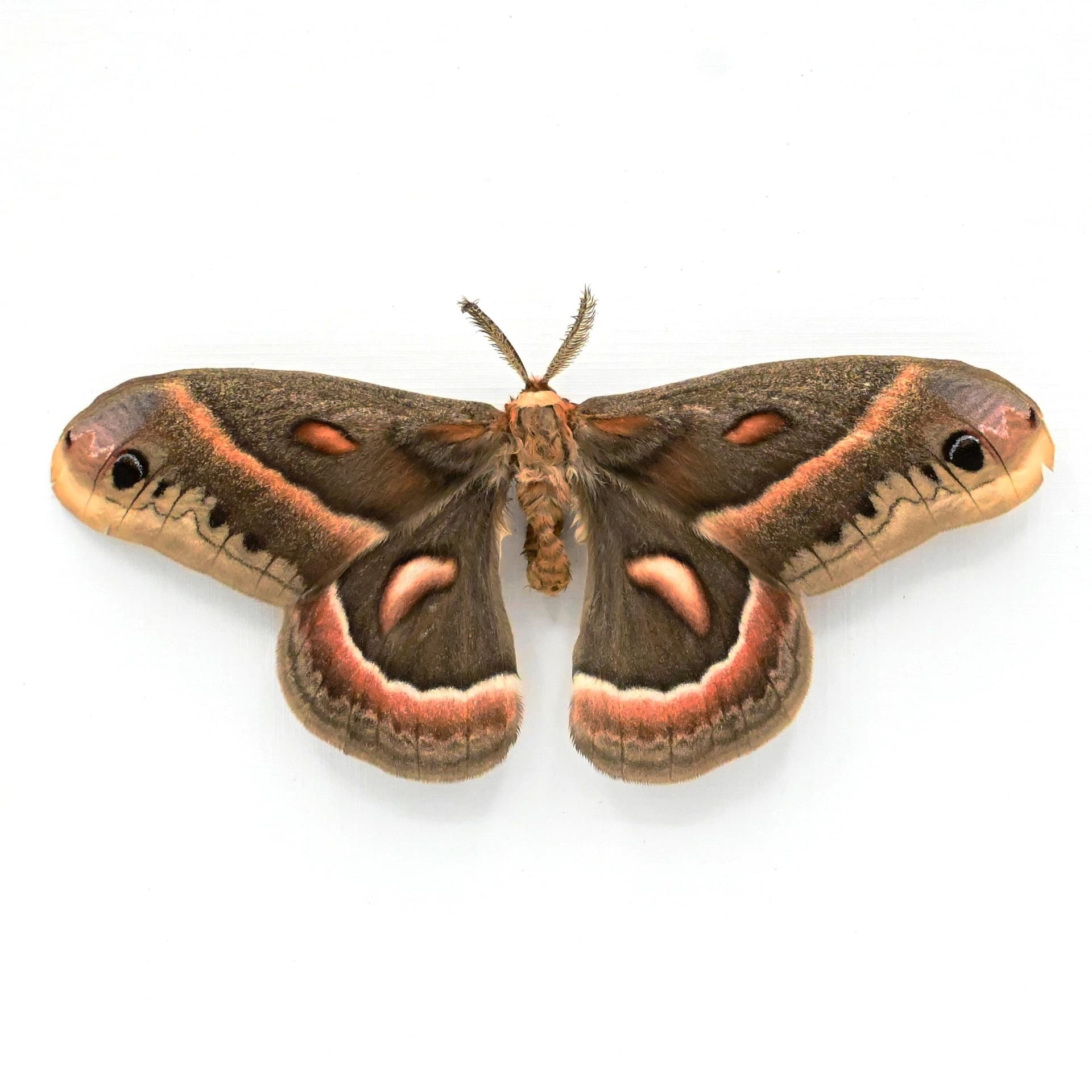 Real large Cecropia moth framed taxidermy - Hyalophora cecropia - Victorian mount