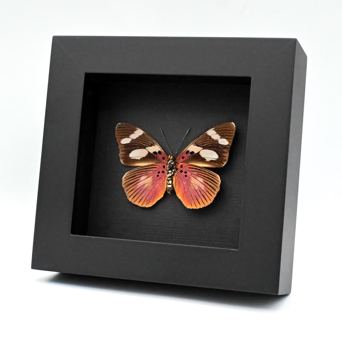 Rare Equatorial Mimic Forester butterfly framed taxidermy - Euphaedra imitans