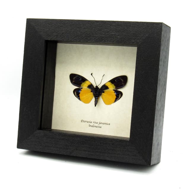 Rare metallic Day Flying moth framed taxidermy - Eterusia risa javanica - female