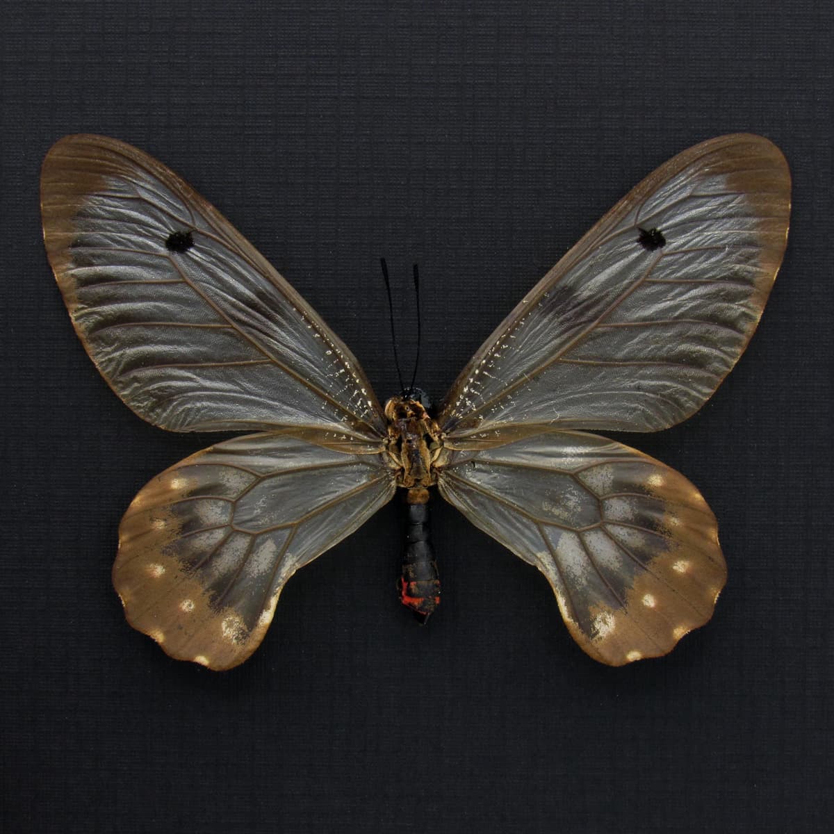 Real Clearwing Swallowtail butterfly framed taxidermy - Cressida cressida - large female