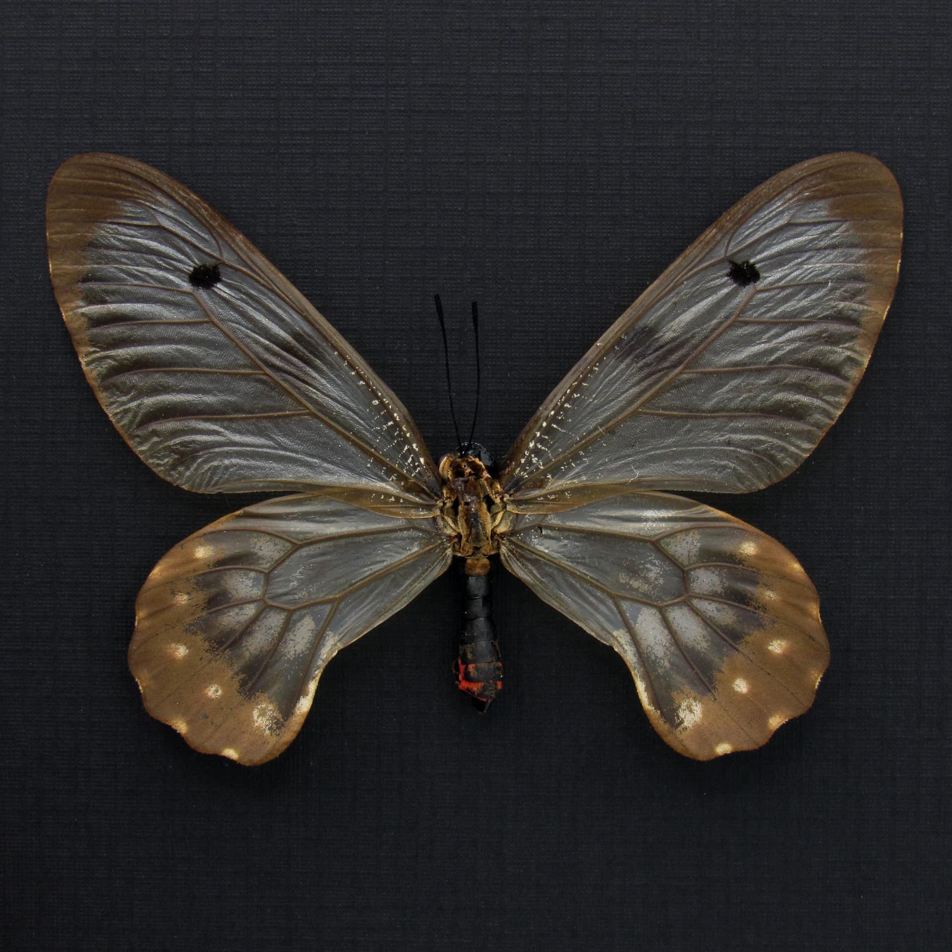 Real Clearwing Swallowtail butterfly framed taxidermy - Cressida cressida - large female
