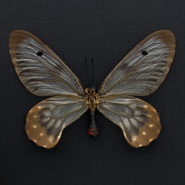Real Clearwing Swallowtail butterfly framed taxidermy - Cressida cressida - large female