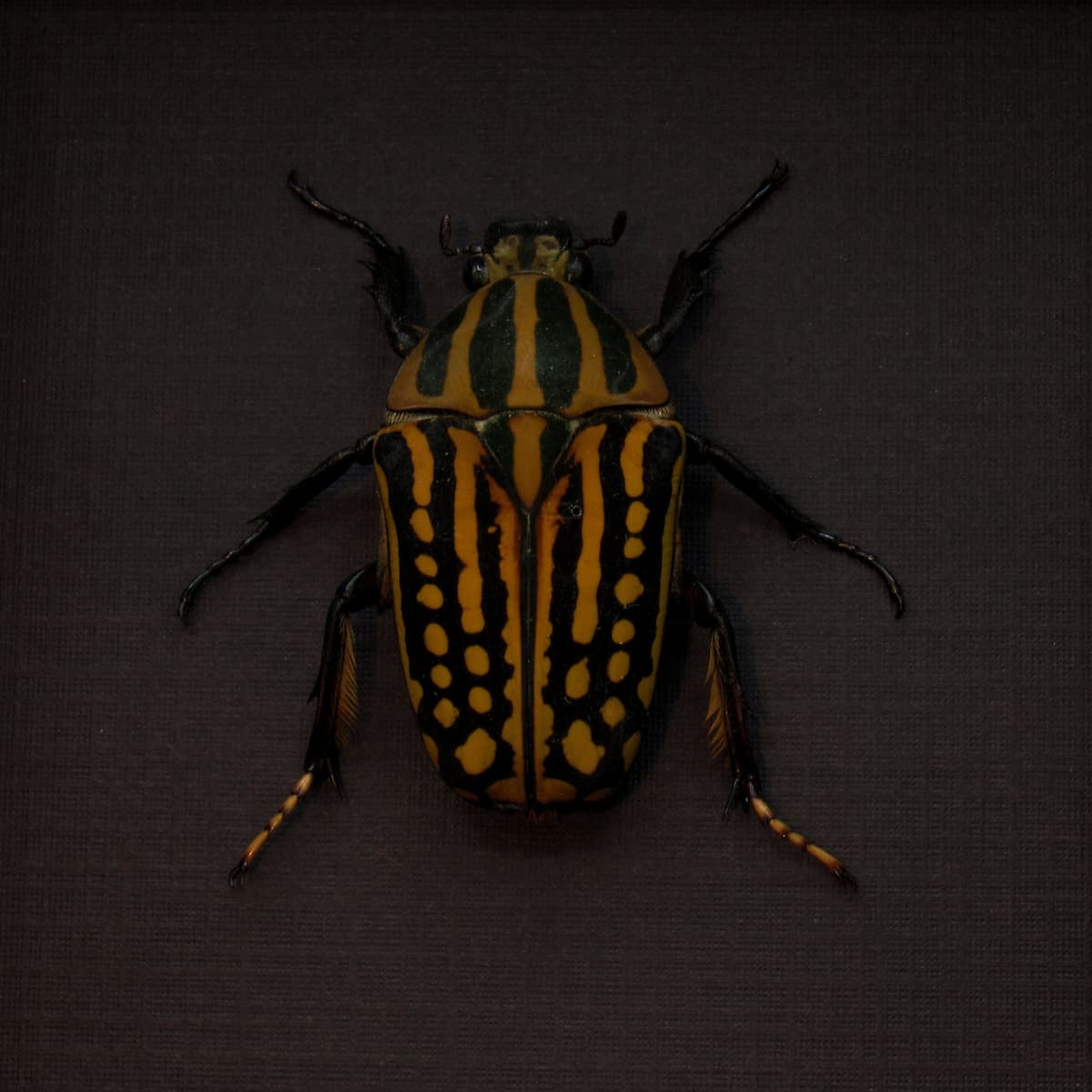 Real large Scarab beetle framed taxidermy - Chelorrhina savagei - female