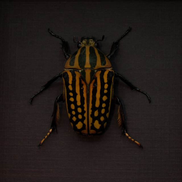 Real large Scarab beetle framed taxidermy - Chelorrhina savagei - female