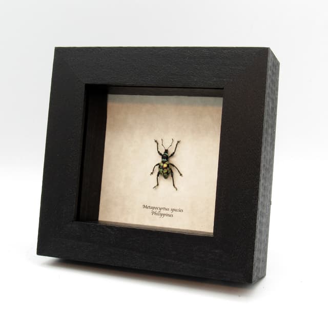 WEEVIL MANIA - Real green metallic beetle framed taxidermy - Metapocyrtus species