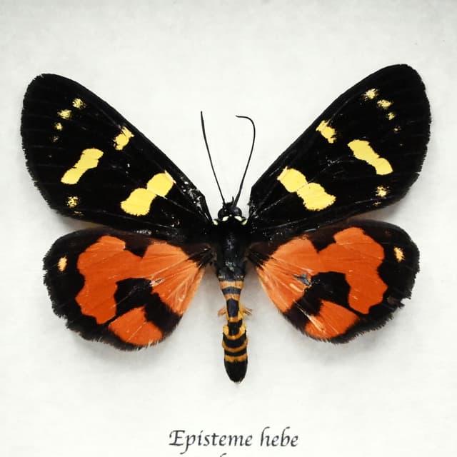 Real Noctuid moth framed taxidermy - Episteme hebe
