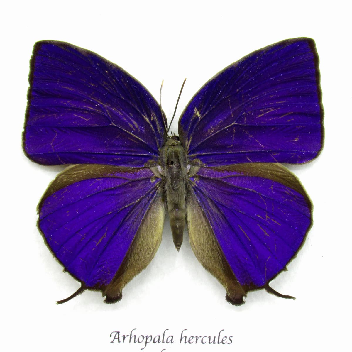 Real purple metallic butterfly framed taxidermy - Arhopala hercules