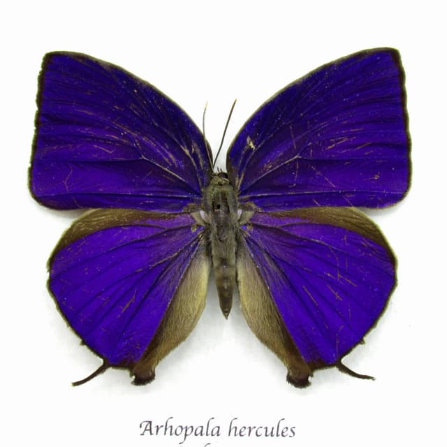 Real purple metallic butterfly framed taxidermy - Arhopala hercules
