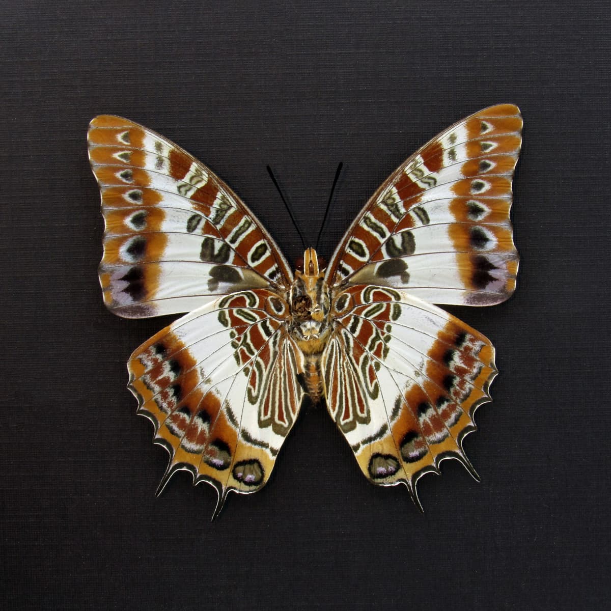 Real White-barred Emperor butterfly framed taxidermy - Charaxes brutus - large female