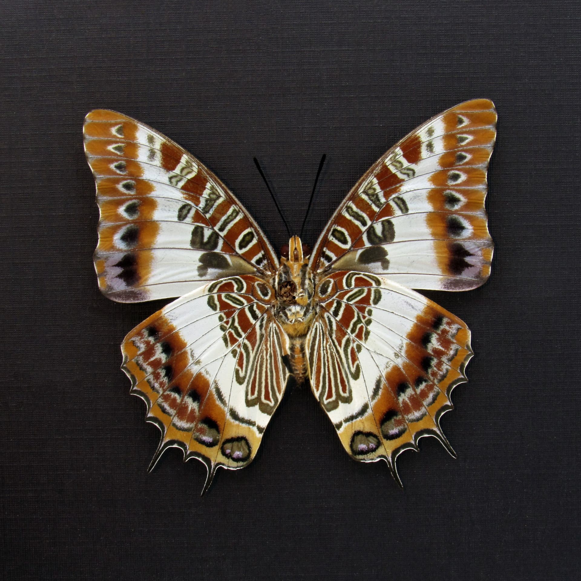 Real White-barred Emperor butterfly framed taxidermy - Charaxes brutus - large female