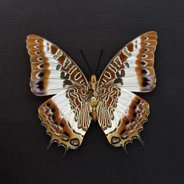 Real White-barred Emperor butterfly framed taxidermy - Charaxes brutus - large female