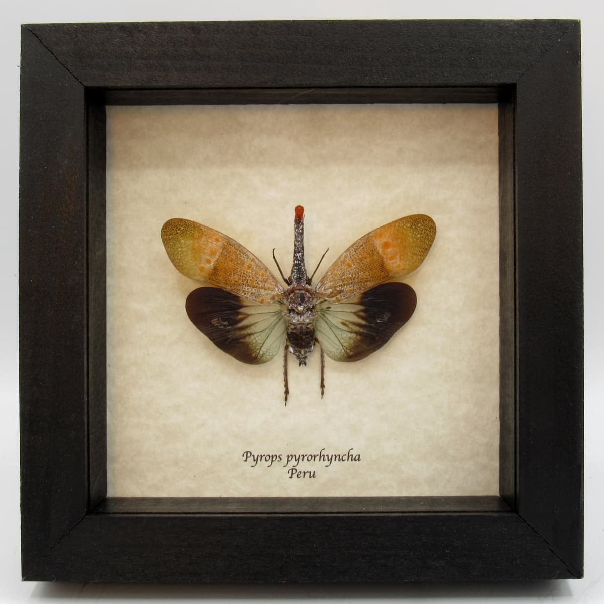 Real Lanternfly framed taxidermy - Pyrops pyrorhyncha